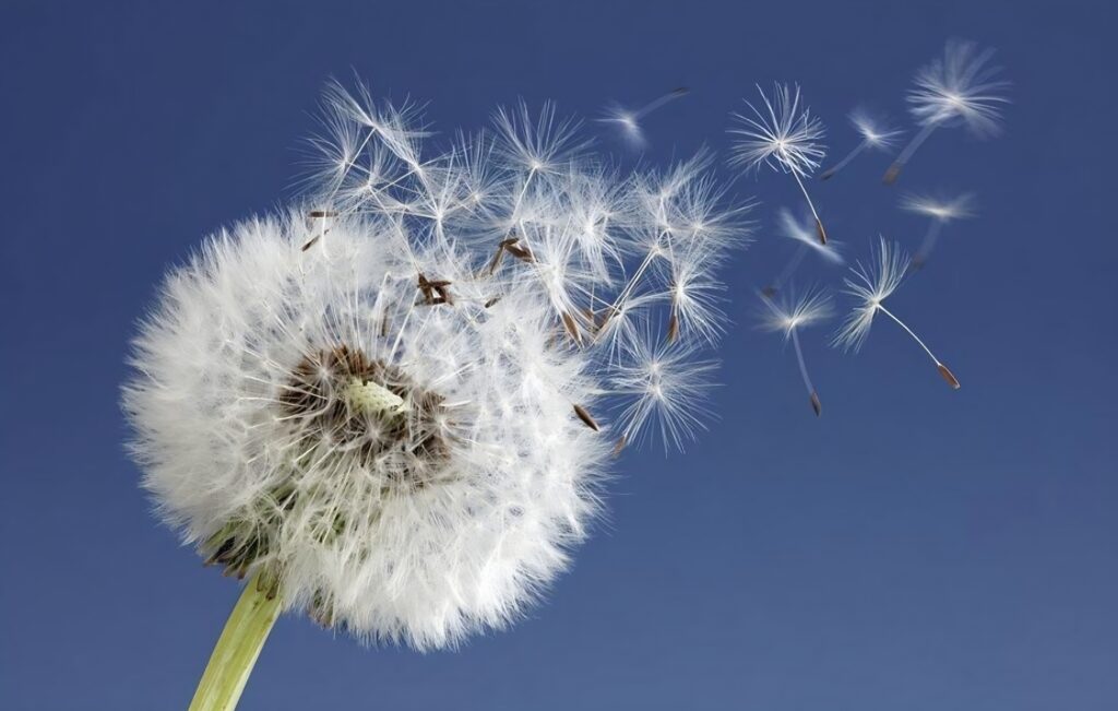 Envol de Graines de Pissenlit sous un Ciel Bleu Pur Graines de pissenlit s'envolant d'une fleur blanche sur un fond de ciel bleu profond, illustrant la nature et le vent.